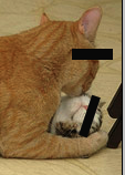 Kitty Porn